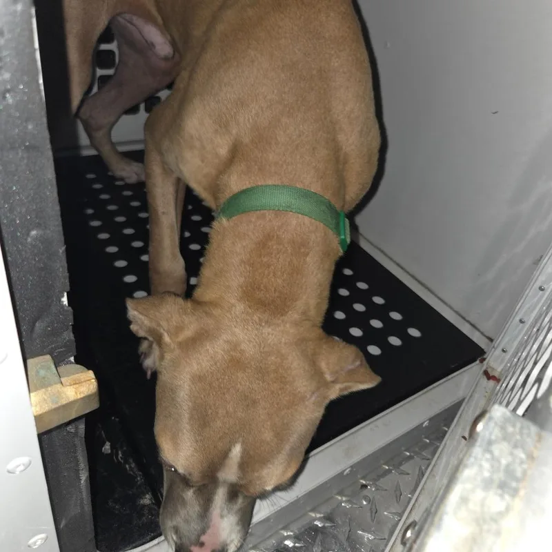A baby small-sized male Yellow / Tan / Blond / Fawn Mixed Breed dog named StrayWarmSpringsRoadOMR for adoption in Columbus, GA