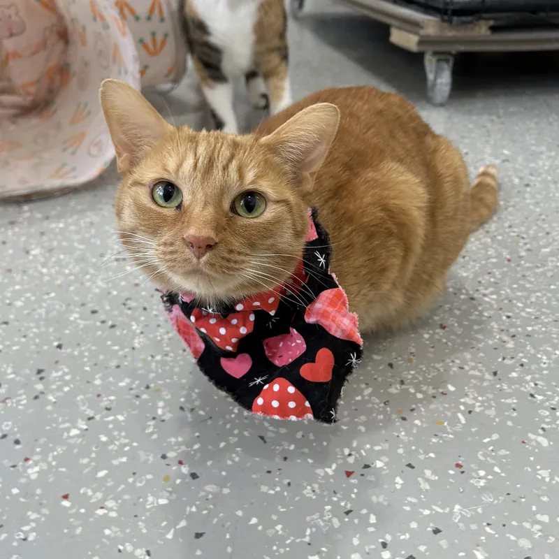 An adult medium-sized female Orange / Red Domestic Short Hair cat named Lita for adoption in Lansing, MI