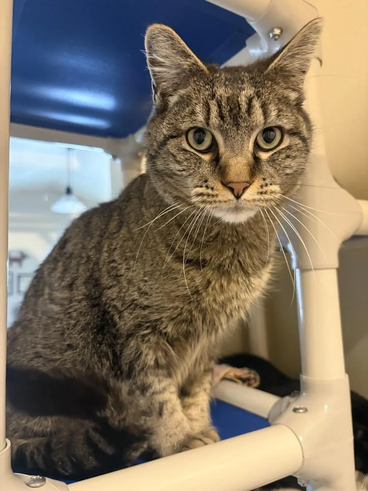 An adult large-sized male Gray / Blue / Silver Domestic Short Hair cat named Mischief for adoption in Challis, ID