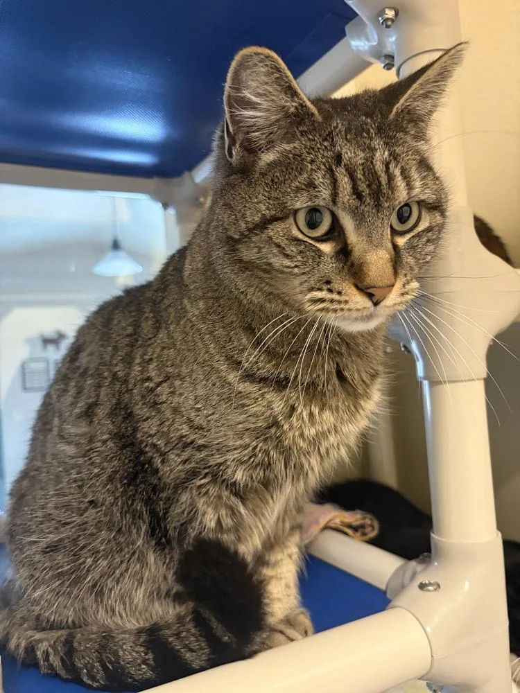 Mischief thumbnail 2