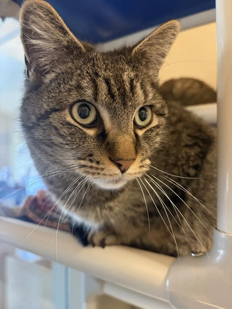 Mischief thumbnail 3