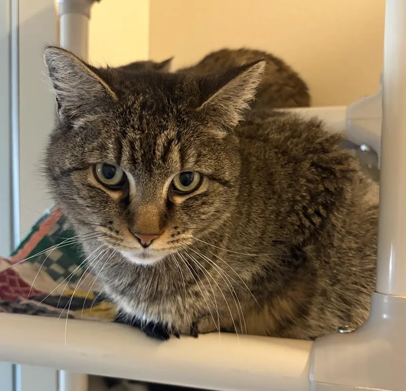 Mischief thumbnail 4