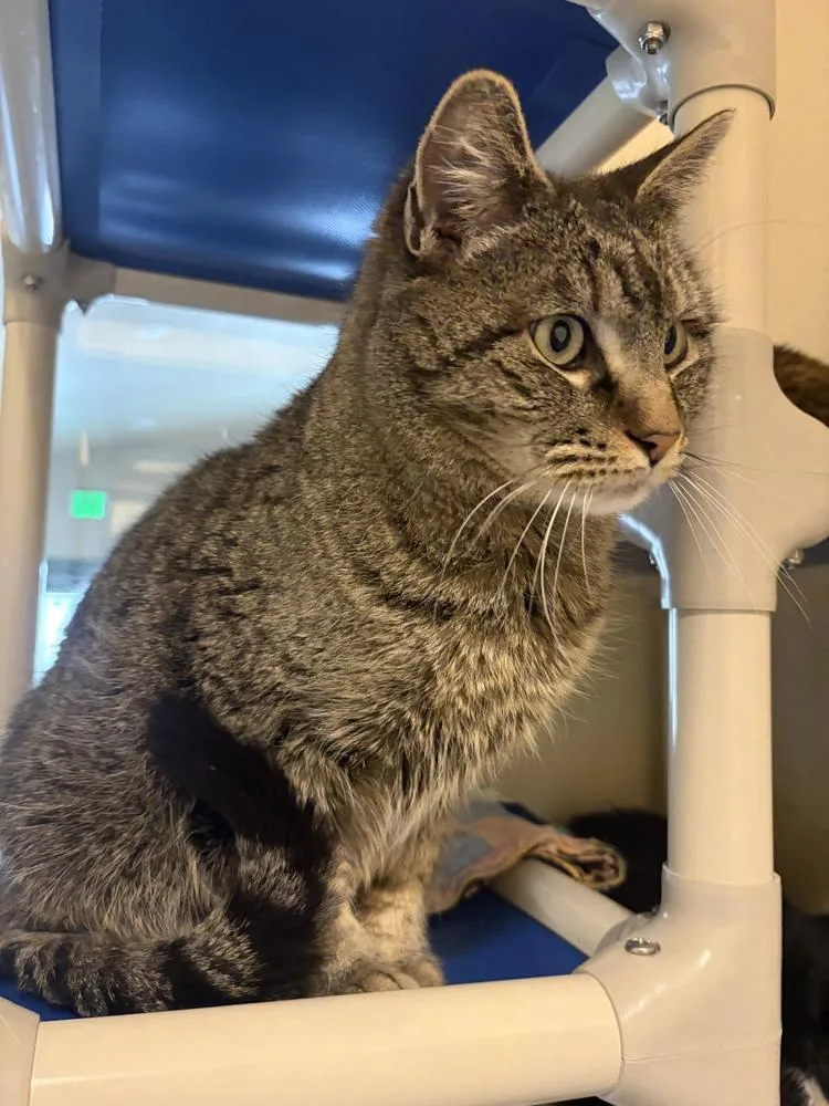 Mischief thumbnail 5