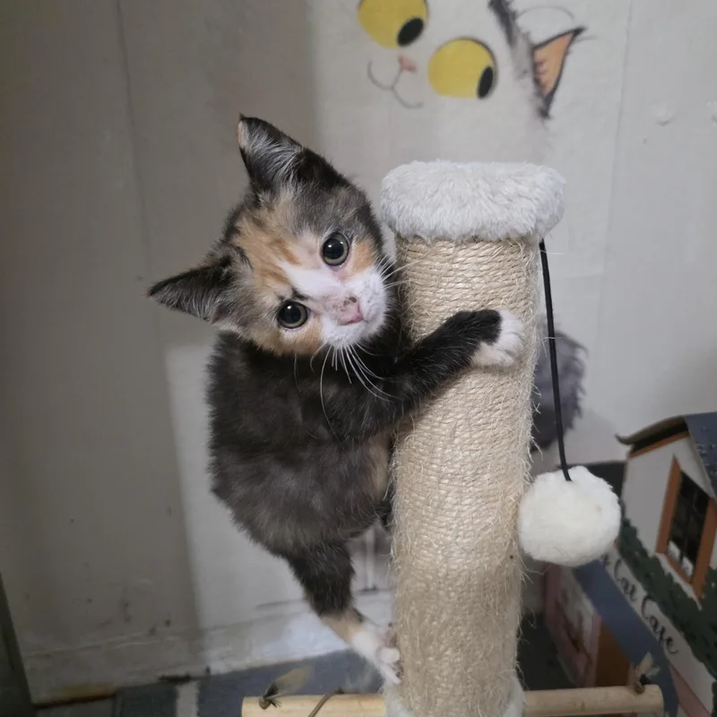 A baby medium-sized female Calico cat named Anastasia for adoption in Moriches, NY