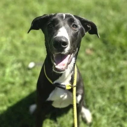 A young medium-sized female Labrador Retriever dog named Odette for adoption in Phoenixville, PA