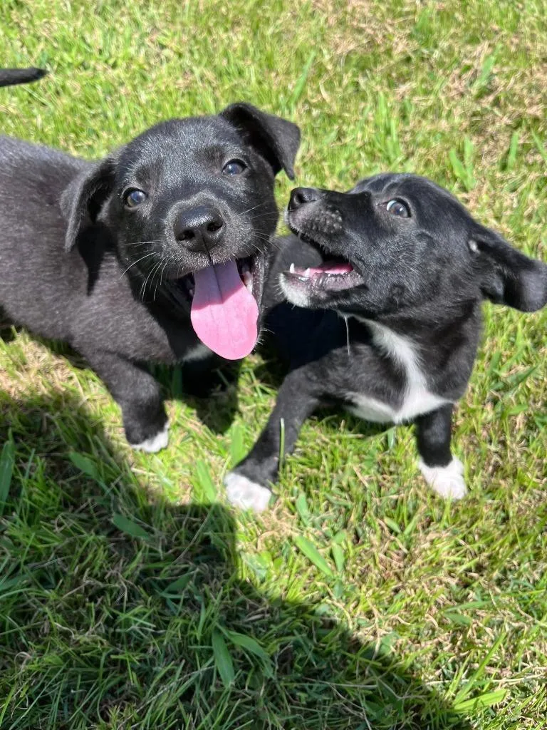 A baby medium-sized male Mixed Breed dog named Moose for adoption in Murray, KY