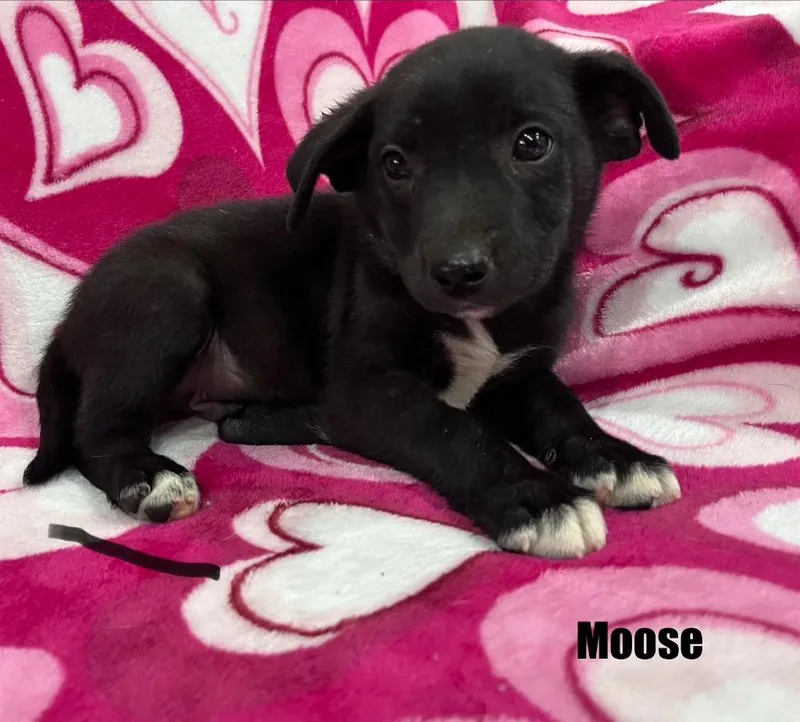 Moose thumbnail 3