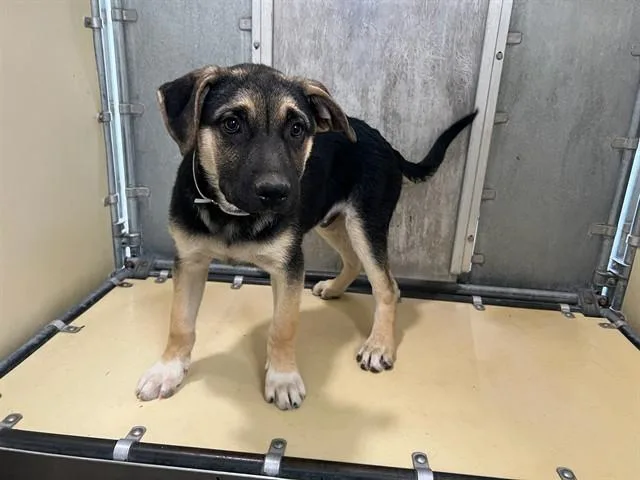 A baby small-sized male German Shepherd Dog dog named Duck for adoption in Lancaster, CA