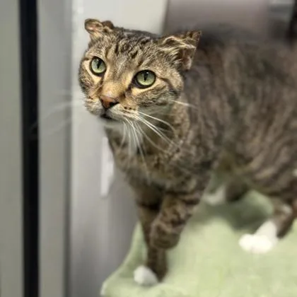 An adult small-sized male Domestic Short Hair cat named Crinkle for adoption in Janesville, WI