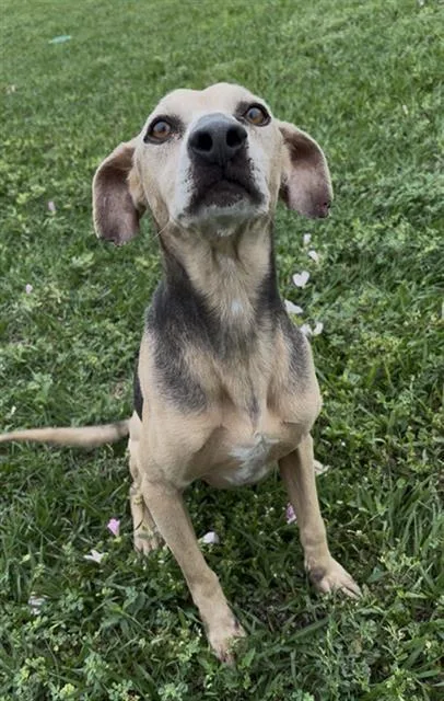 Cooper