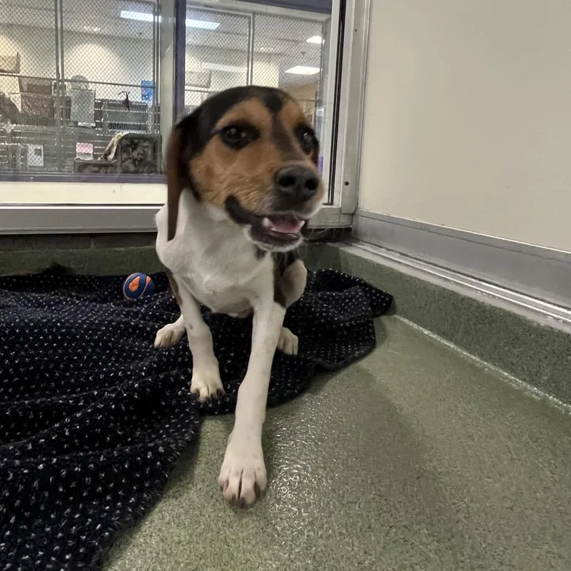 A baby small-sized male Brown / Chocolate Beagle dog named Copper for adoption in Charlottesville, VA