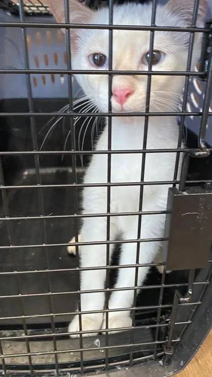 A baby small-sized male Domestic Short Hair cat named Butterfly for adoption in North Richland Hills, TX