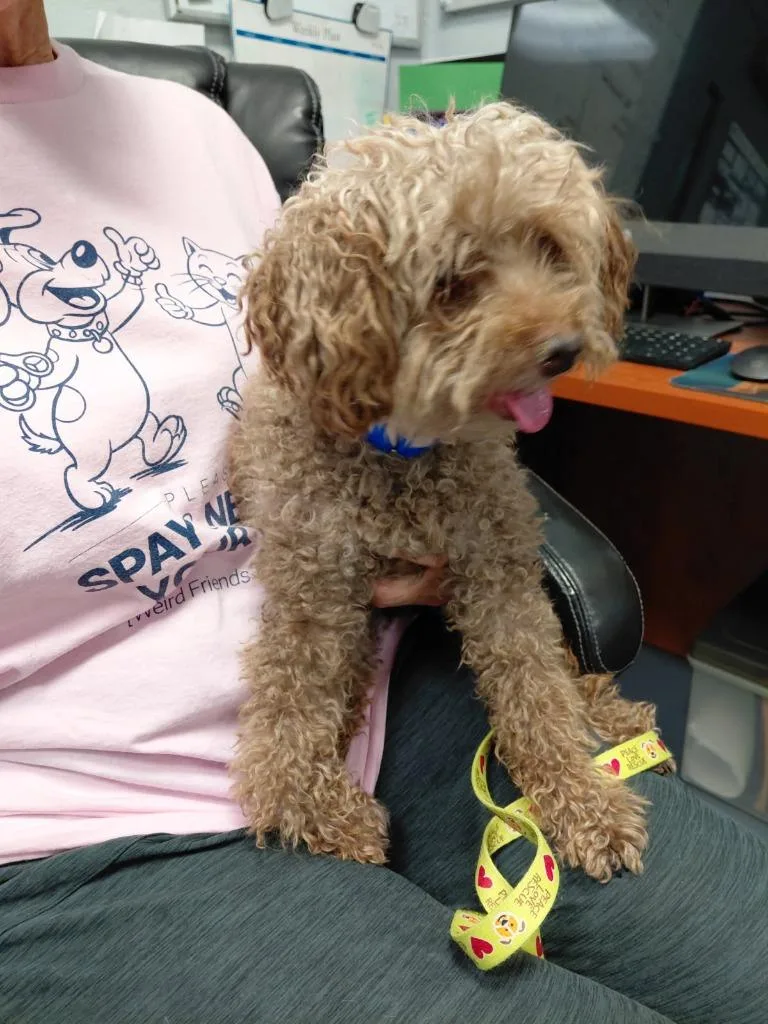A senior medium-sized male Poodle dog named Curly for adoption in South Bend, IN