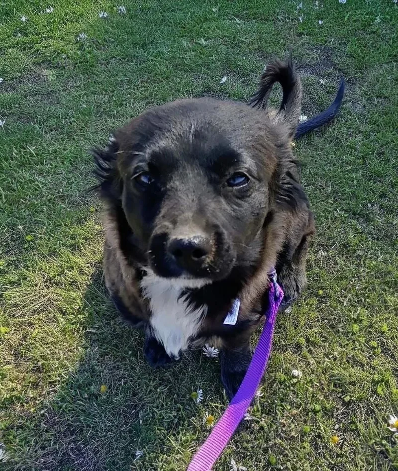 Kendall Female thumbnail 2