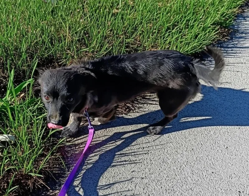 Kendall Female thumbnail 3