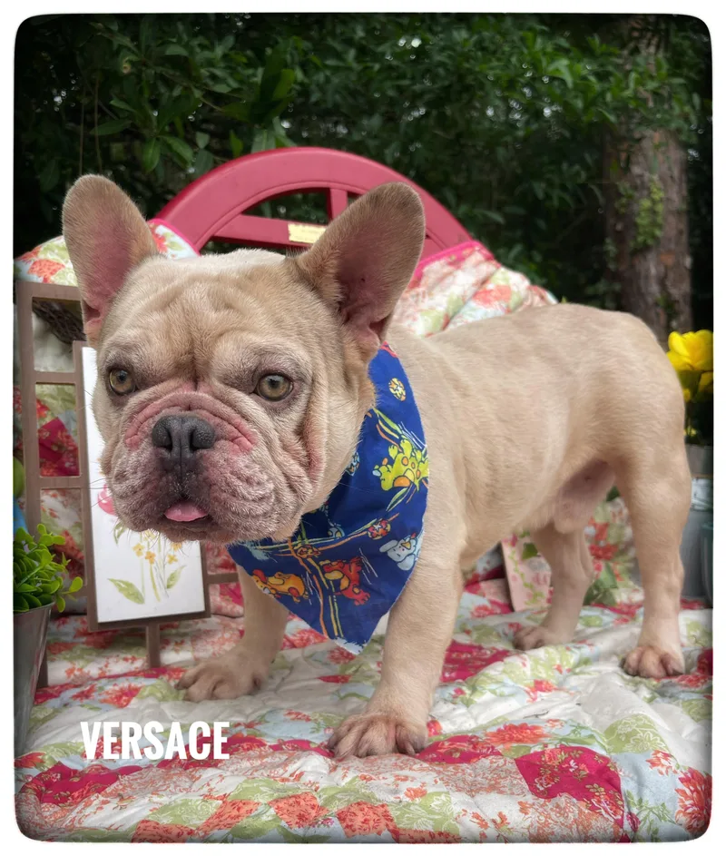 Versace thumbnail 2