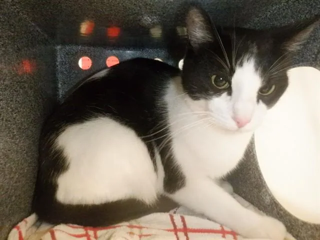 A young medium-sized female Domestic Short Hair cat named Lucky for adoption in San Jose, CA