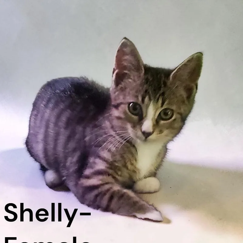 A baby small-sized female Brown / Chocolate Domestic Short Hair cat named Shelly for adoption in Carmel, IN