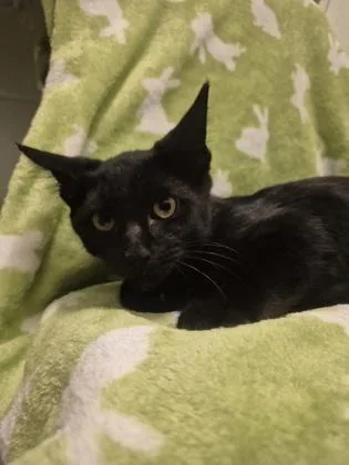 A young small-sized male Domestic Short Hair cat named Hydrapple for adoption in Columbus, IN