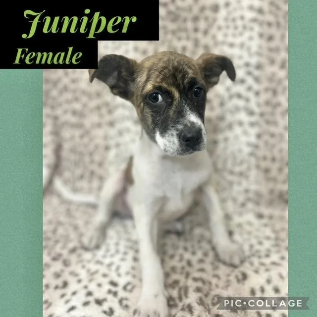A baby medium-sized female Corgi dog named Juniper for adoption in Manchester, CT