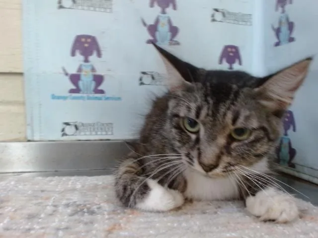 A young small-sized female Domestic Medium Hair cat named Skittles for adoption in Orlando, FL