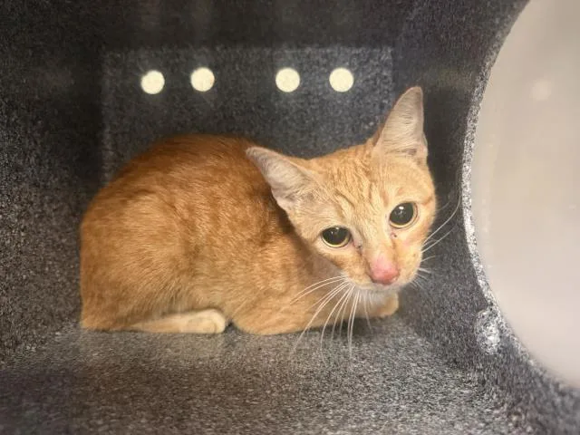 A young small-sized female Domestic Short Hair cat named Sun for adoption in Dallas, TX
