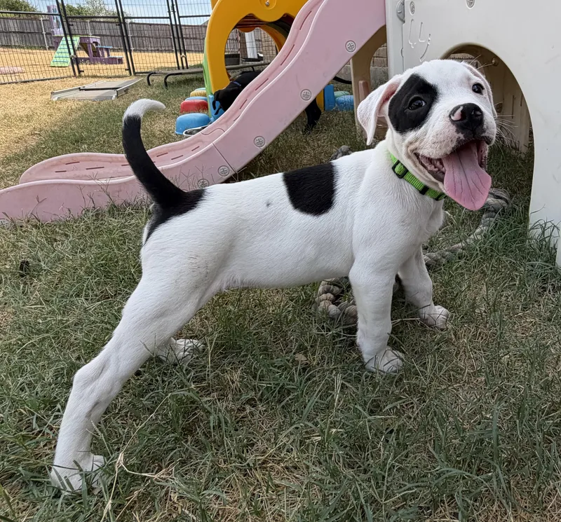 A baby medium-sized male Pit Bull Terrier dog named Treble for adoption in Plano, TX