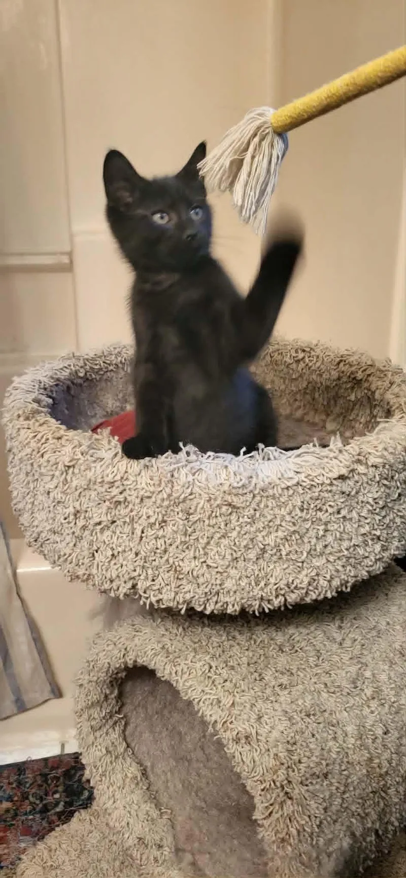 A baby medium-sized male Domestic Short Hair cat named River for adoption in Chesapeake Beach, MD