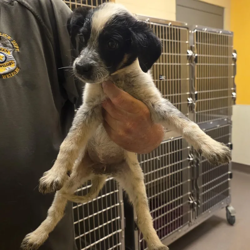 A baby medium-sized female White / Cream Cattle Dog dog named Schuyler for adoption in Norman, OK