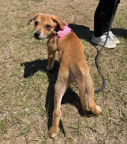 Darla