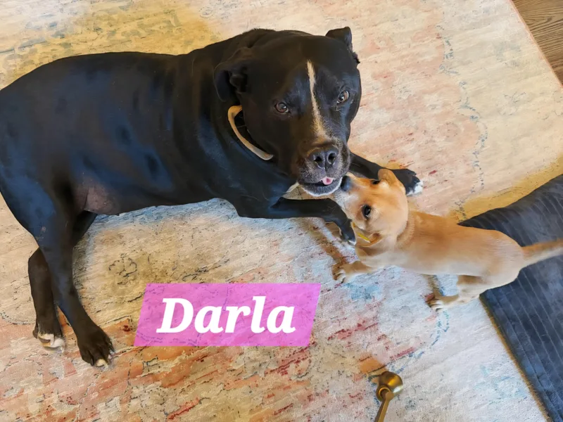 Darla thumbnail 5