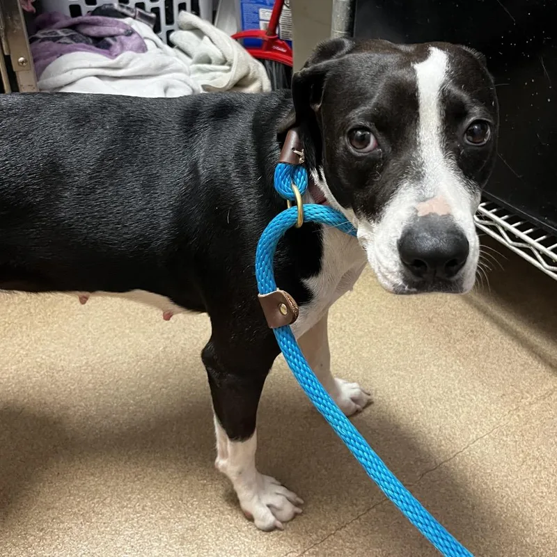 An adult medium-sized female Black Mixed Breed dog named Mellow for adoption in Chattanooga, TN