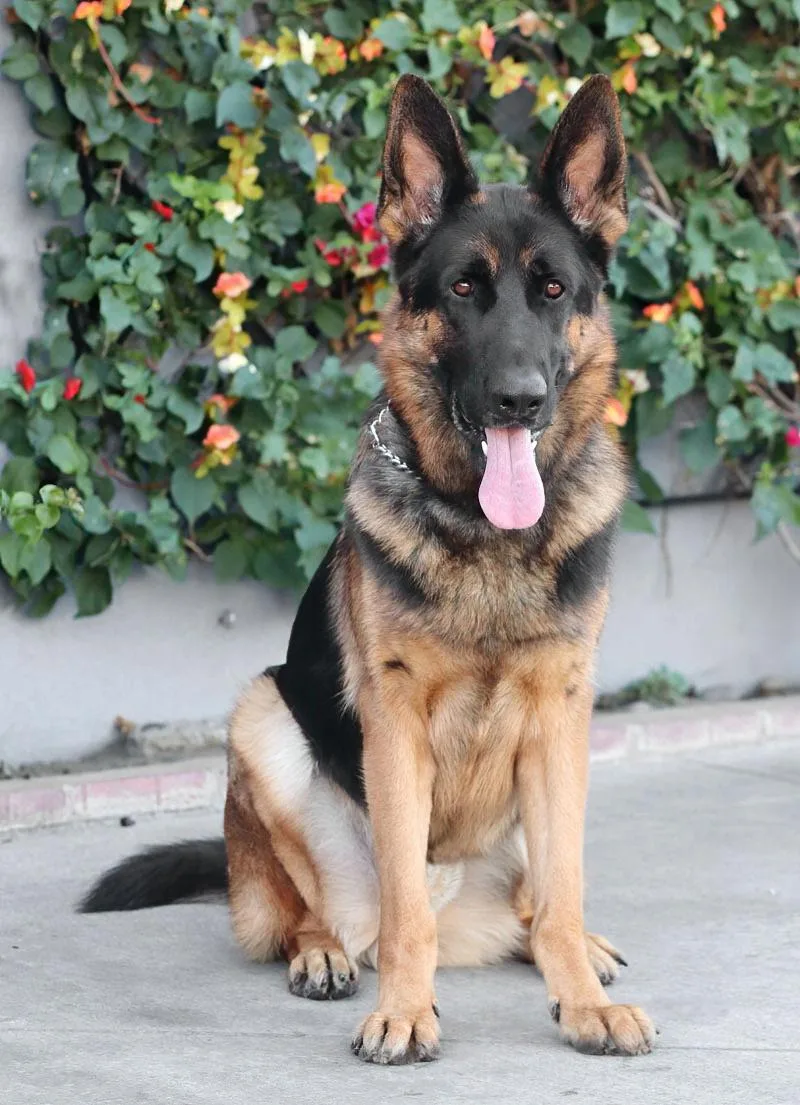 A young large-sized male Black German Shepherd Dog named Ritter von Ried for adoption in Los Angeles, CA