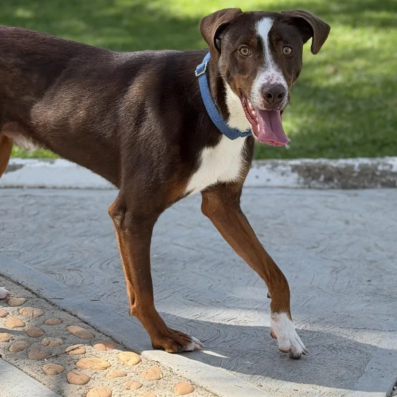 A young medium-sized male Brown / Chocolate Doberman Pinscher dog named Draco for adoption in Manvel, TX