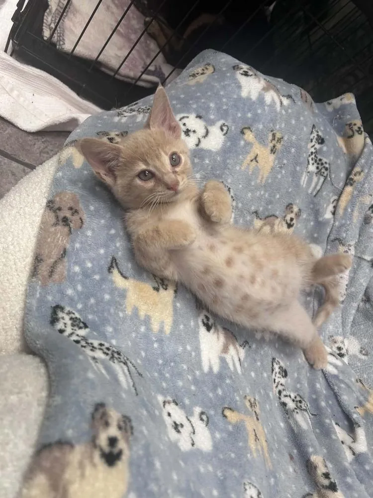 A baby small-sized male Domestic Short Hair cat named Canelo for adoption in Wolfe City, TX