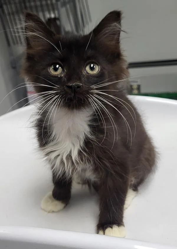 A baby small-sized male Domestic Medium Hair cat named If Faust for adoption in Lawrenceville, GA