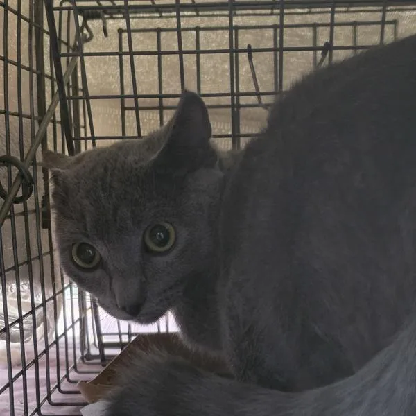 A baby small-sized male Domestic Short Hair cat named Dorian for adoption in Des Moines, IA