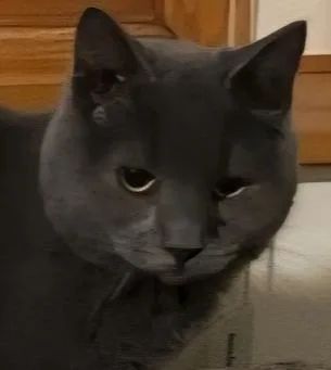 A baby small-sized male Domestic Short Hair cat named Larry for adoption in Anoka, MN