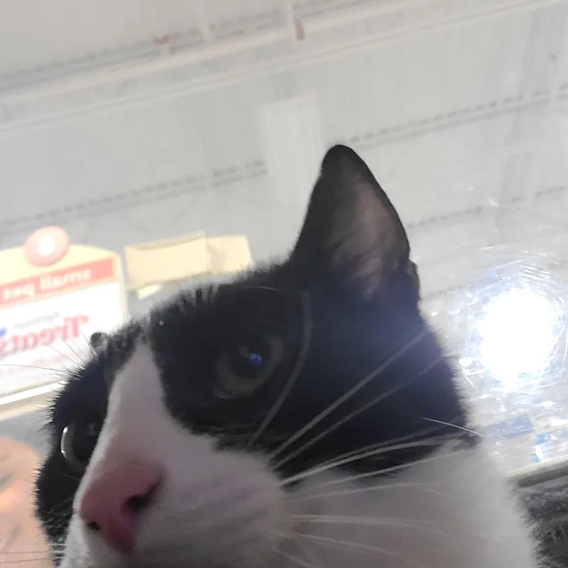 A young medium-sized male Black & White / Tuxedo Domestic Short Hair cat named Oreo for adoption in Gerrardstown, WV