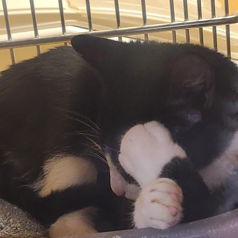 Oreo thumbnail 2