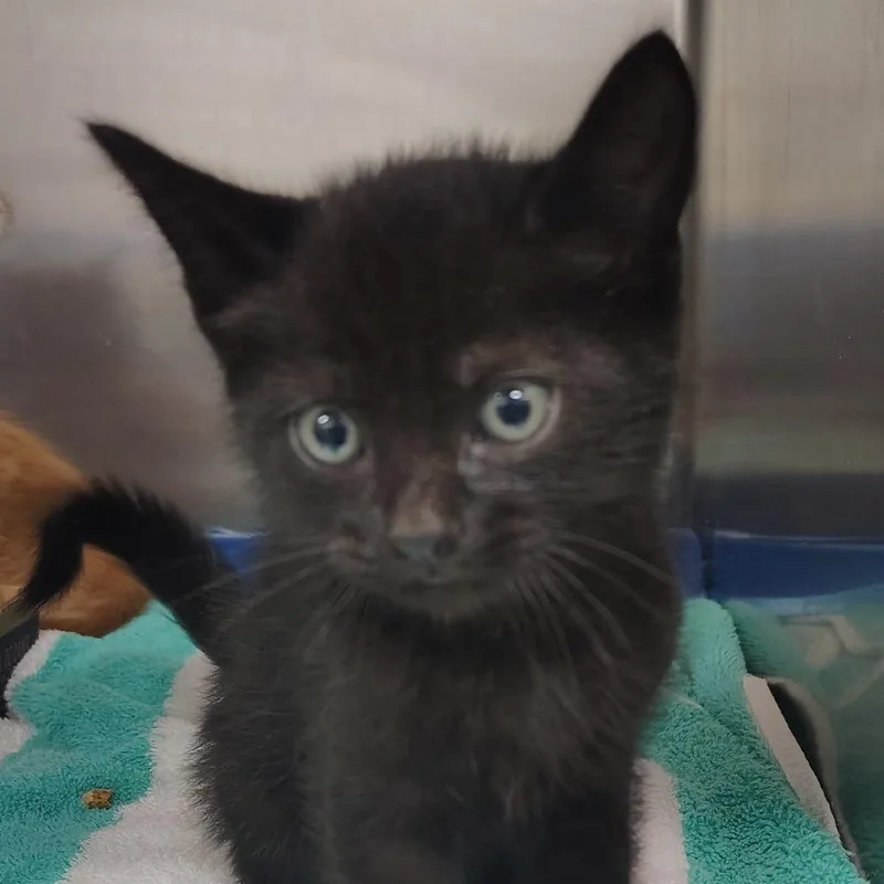 A baby small-sized male Black Domestic Short Hair cat named Mochi for adoption in Vieques, PR