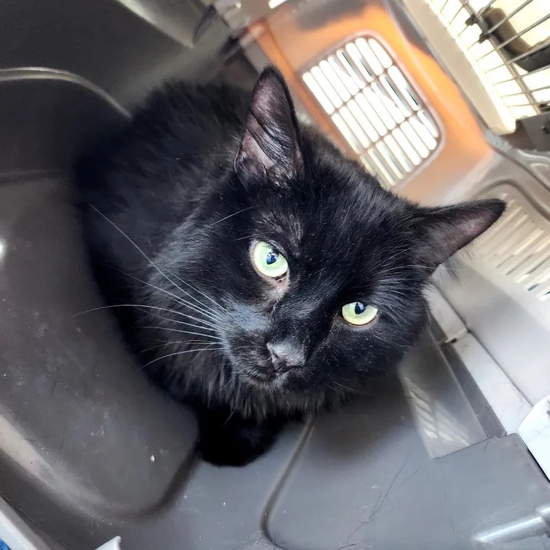 An adult small-sized male Black Domestic Long Hair cat named Snape for adoption in Grantsville, UT
