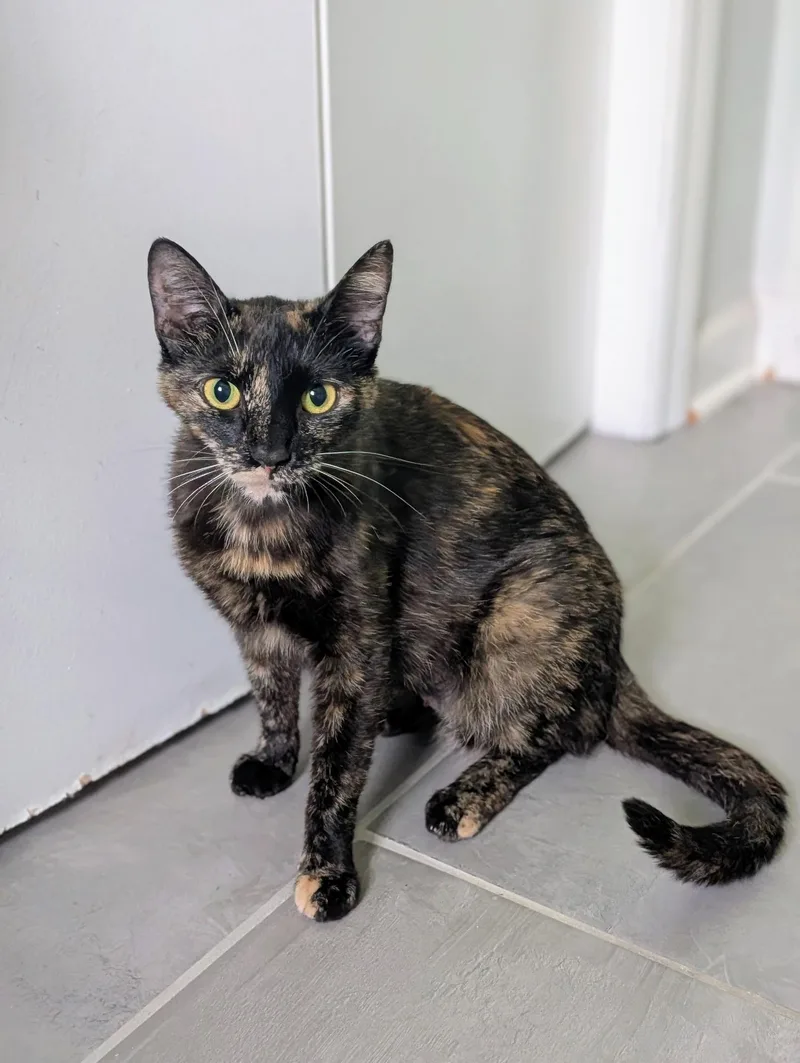 An adult medium-sized female Tortoiseshell Domestic Short Hair cat named Oneida for adoption in Murfreesboro, TN