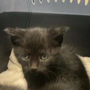 A baby small-sized male Black Domestic Short Hair cat named Skyline for adoption in Tacoma, WA