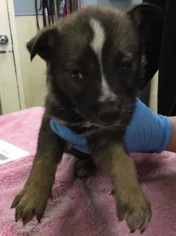 A baby small-sized male Siberian Husky dog named Saturn for adoption in Riverside, CA
