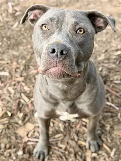 A young small-sized female Pit Bull Terrier dog named Roxy for adoption in Fremont, CA
