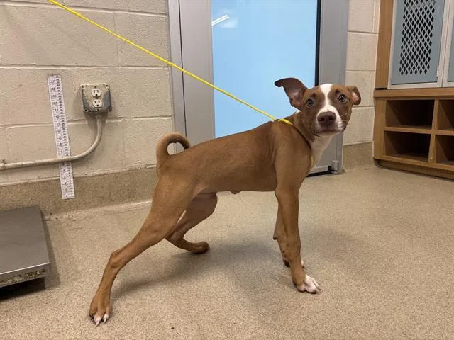 A baby small-sized male American Staffordshire Terrier dog named Busch for adoption in Grand Prairie, TX