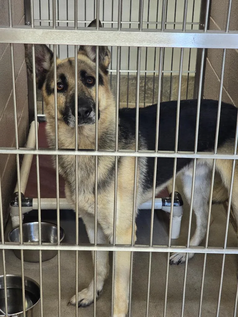 An adult medium-sized male German Shepherd Dog dog named Stray for adoption in Highland Village, TX