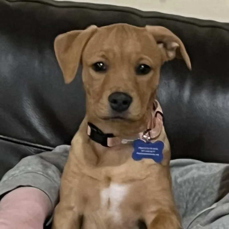 A baby medium-sized female Yellow / Tan / Blond / Fawn Labrador Retriever dog named Raisin for adoption in Potomac, MD