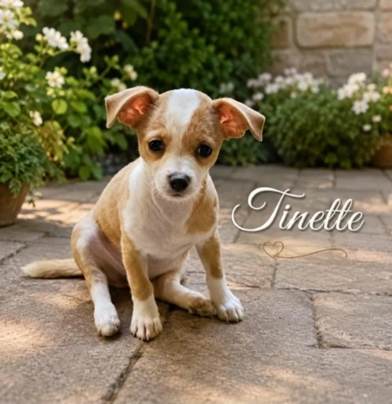 A baby small-sized female Chihuahua dog named Tinette for adoption in Morganville, NJ